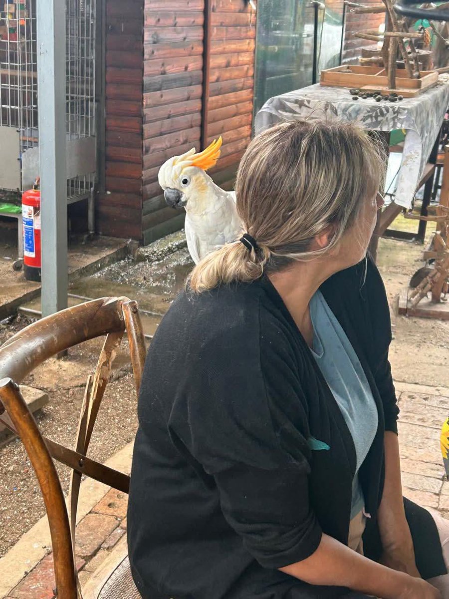 Brainy Birds SA tweet media