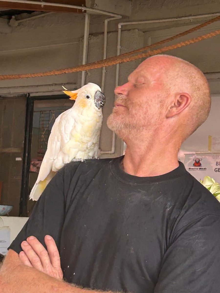 Brainy Birds SA tweet media