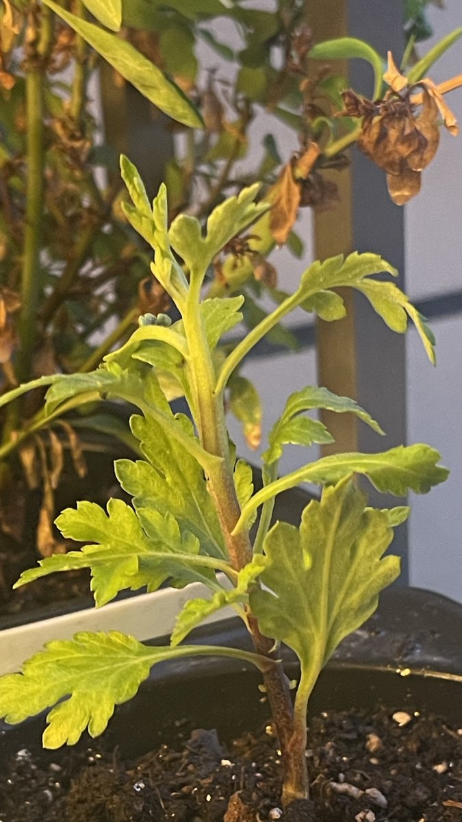 poemcode tweet media