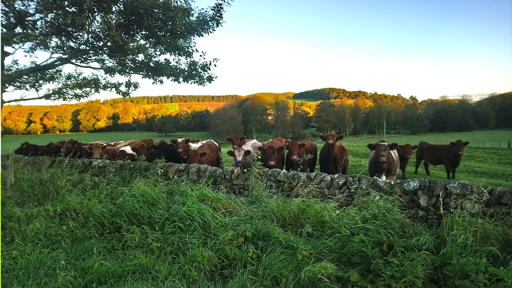 Scottish Forestry tweet media