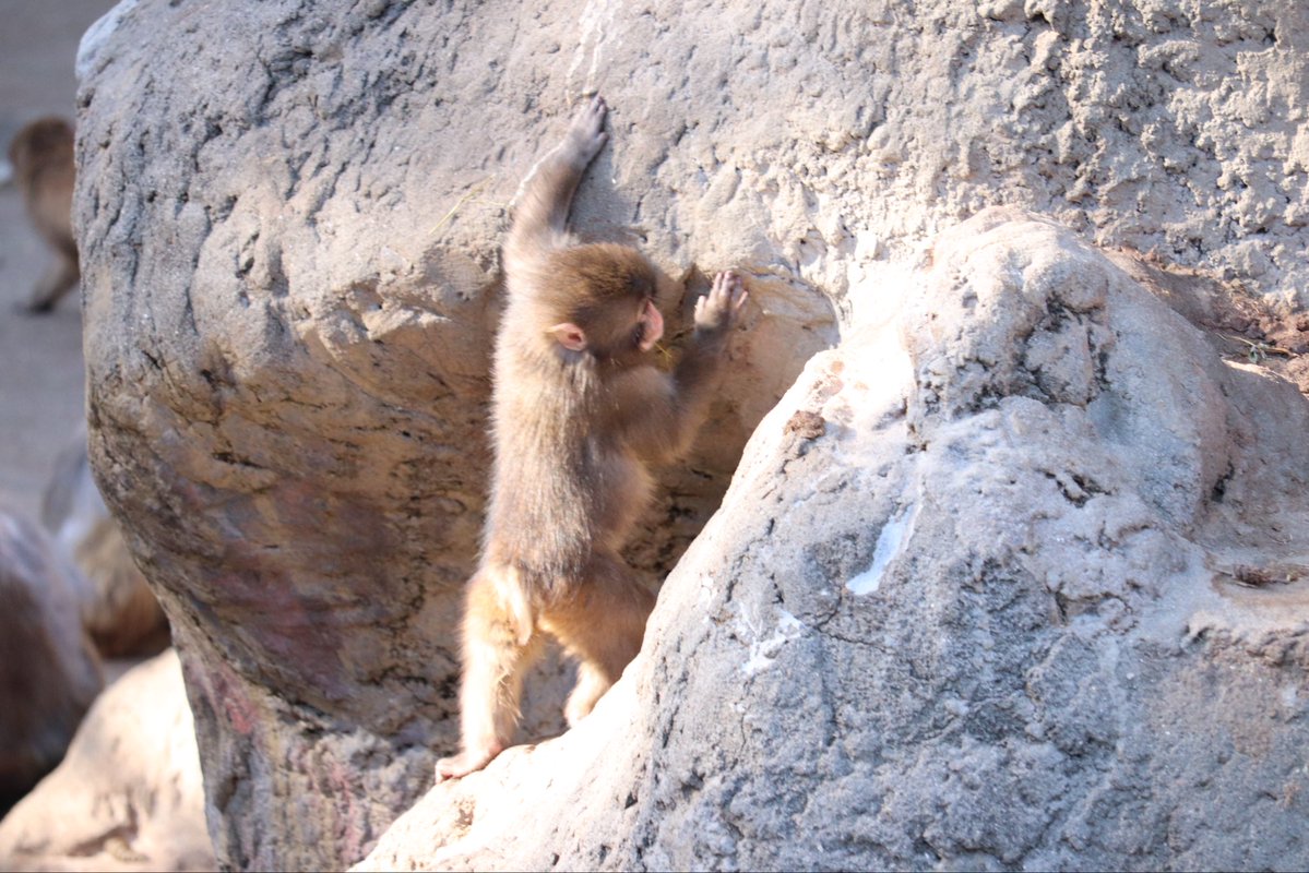 Tibbyalisa's tweet image. 念願のパンチくんに会いに行ってきました🐒わんぱくパンチ頑張れ〜！

#がんばれパンチ
#パンチ
#PunchMonkey 
#Punch
#市川市動植物園