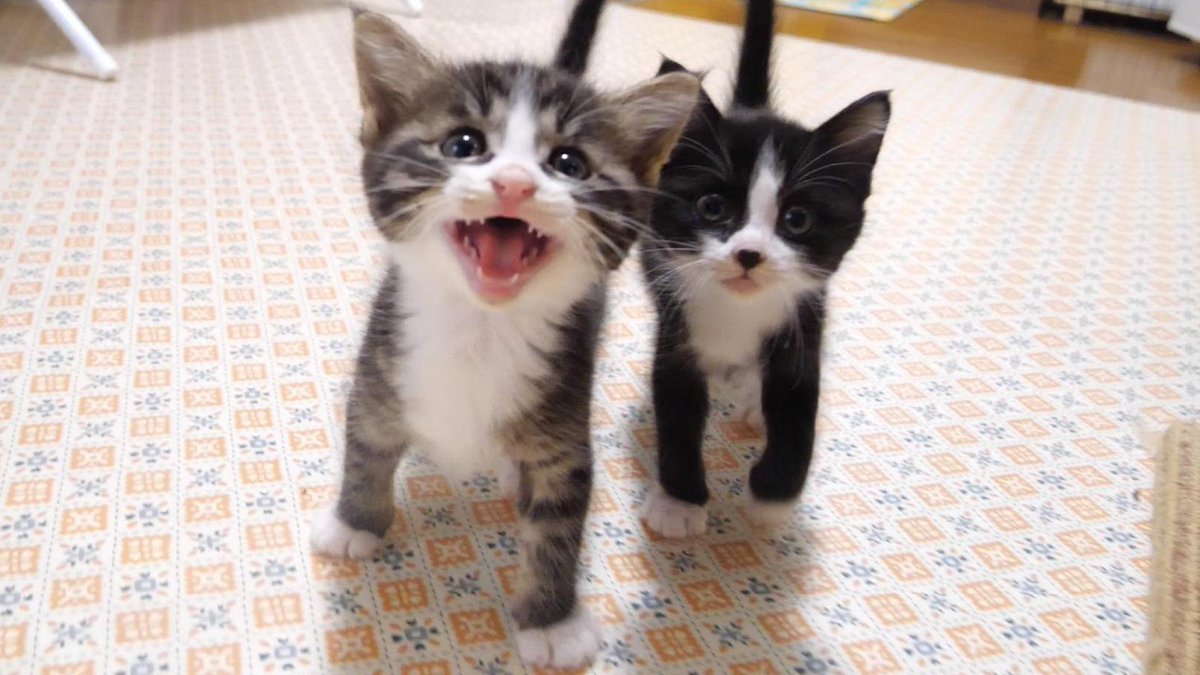 MeowMoeDotCom's tweet photo. 子猫のニャーニャー隊がゴハンを出さないおじさんに抗議する？【赤ちゃん猫　保護猫】
 
https://t.co/xq3rw1yn0O
 
#Cat #Gatten #Kitten #Meow #Neko #StrayCat https://t.co/BZ7e13UKha