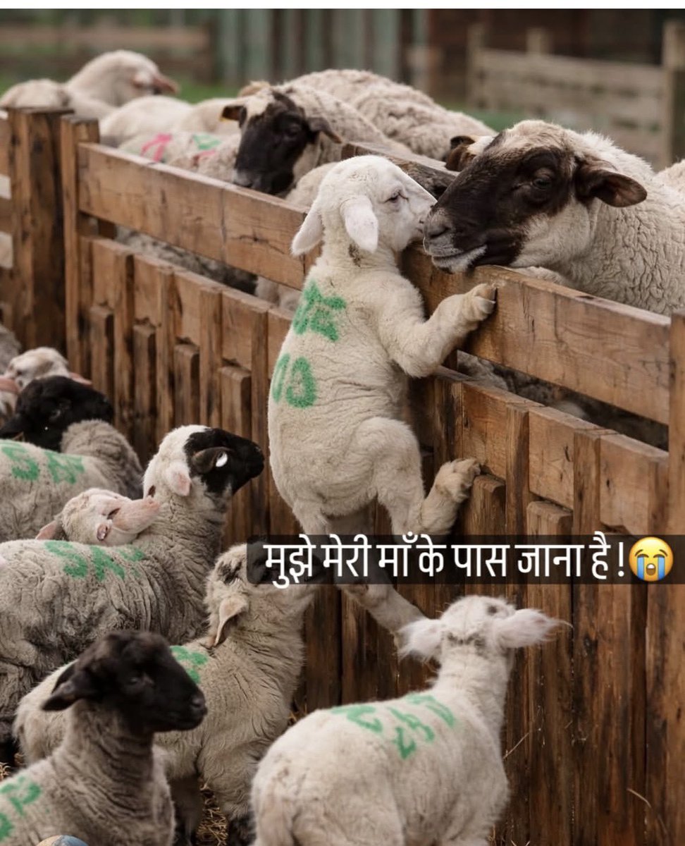 PunitaS44575106's tweet image. मुझे मेरी माँ के पास जाना है…
पर इंसान की क्रूरता ने रास्ता रोक लिया।
जो खुद को सभ्य कहते हैं, वही सबसे ज़्यादा निर्दयी क्यों बन गए?
बेज़ुबानों का दर्द भी सुना जाए… यही इंसानियत है। 💔

#SaveAnimals #AnimalRights #HumanityFirst #BeKind #StopCruelty #VoiceForVoiceless #InnocentL