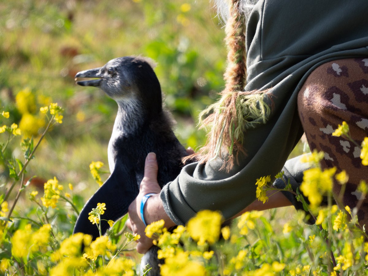 らぎ@秋水 tweet media