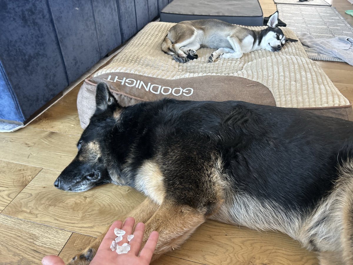 _MashiachBen's tweet photo. I’d love to be your pet sitter! 🐱🐶 Get $20 off when you sign up for Rover through my link. https://t.co/mMoJhrWRwK https://t.co/Q0deVazT4R