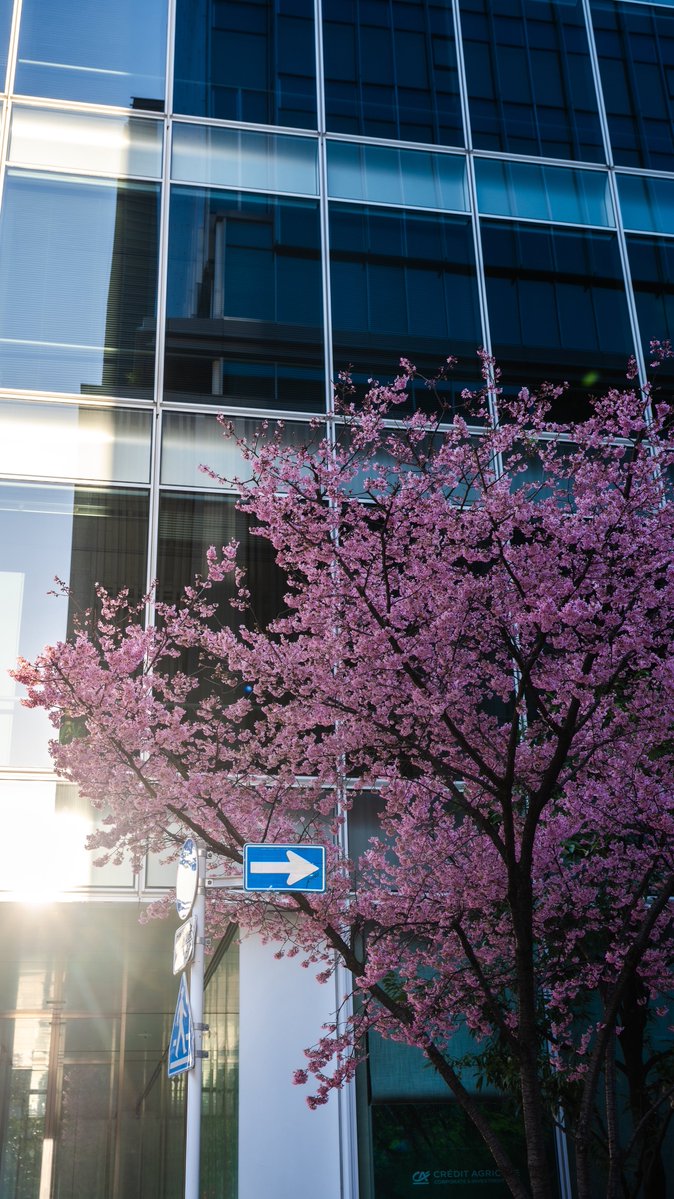 満開を迎えた日本橋のオカメ桜