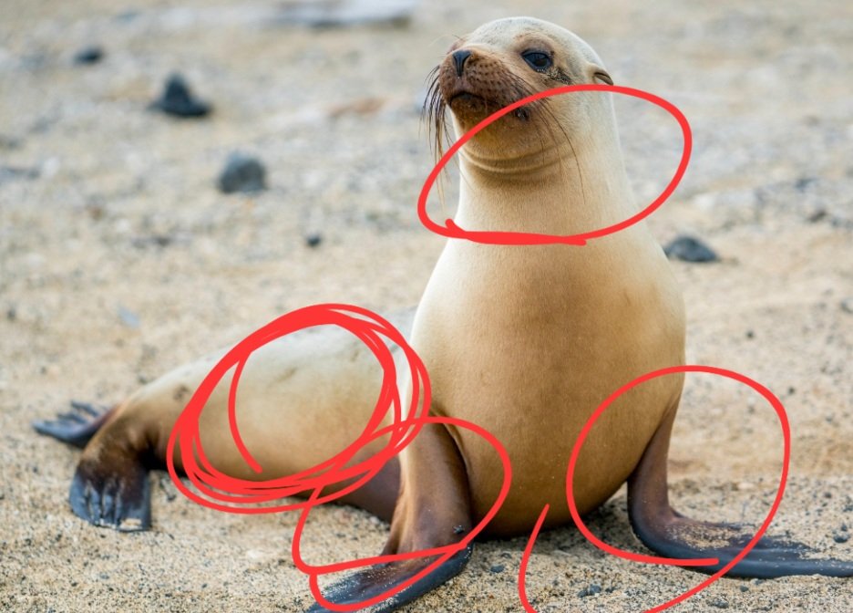 Monkey man tweet media