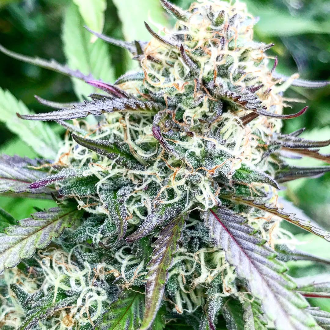 ExoticaHerc0f's tweet photo. Good vibes, green highs, no stress β¨π
#WeedLife #StayLifted #420Lifestyle #CannabisCulture #HerbCommunity #HighVibes https://t.co/10UkLIWih9