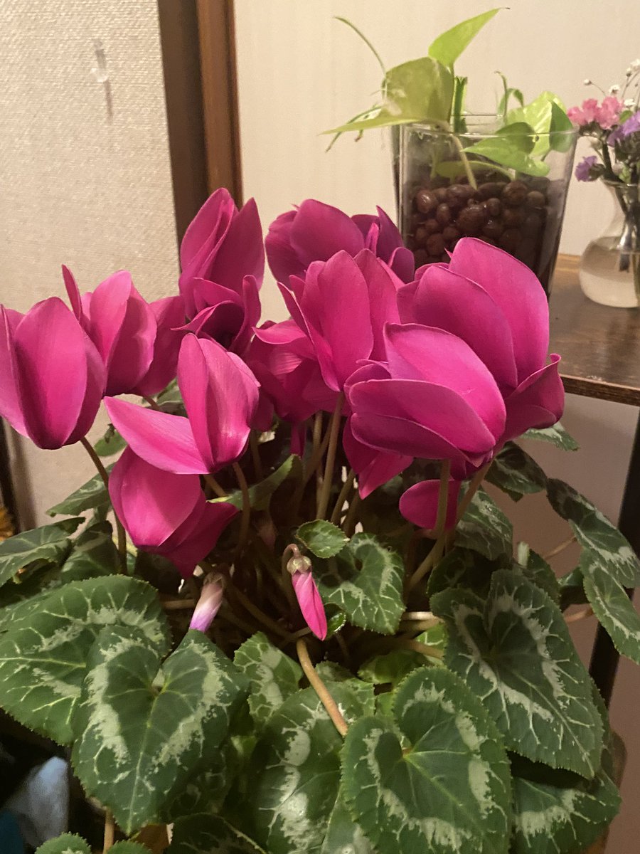 11月に花が綺麗なシクラメンを買って、お正月まで持てば良いやって思っ