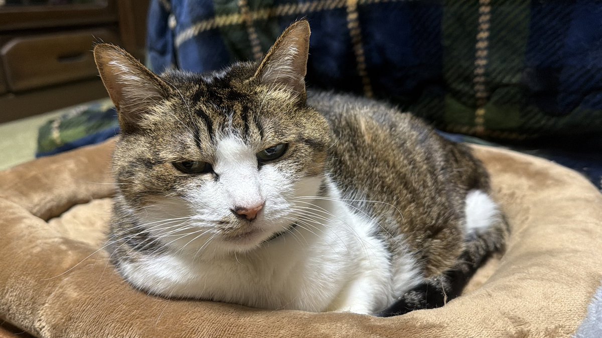 たけし先生(シニア猫チビチビの飼い主) tweet media