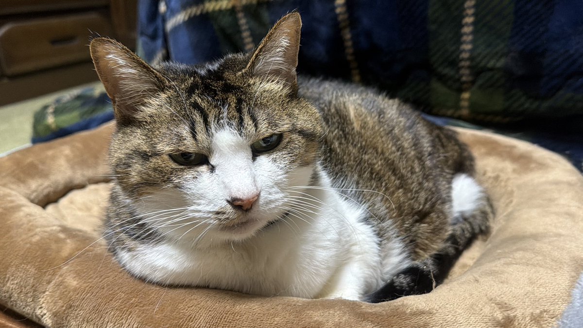 たけし先生(シニア猫チビチビの飼い主) tweet media