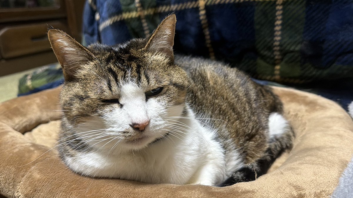 たけし先生(シニア猫チビチビの飼い主) tweet media