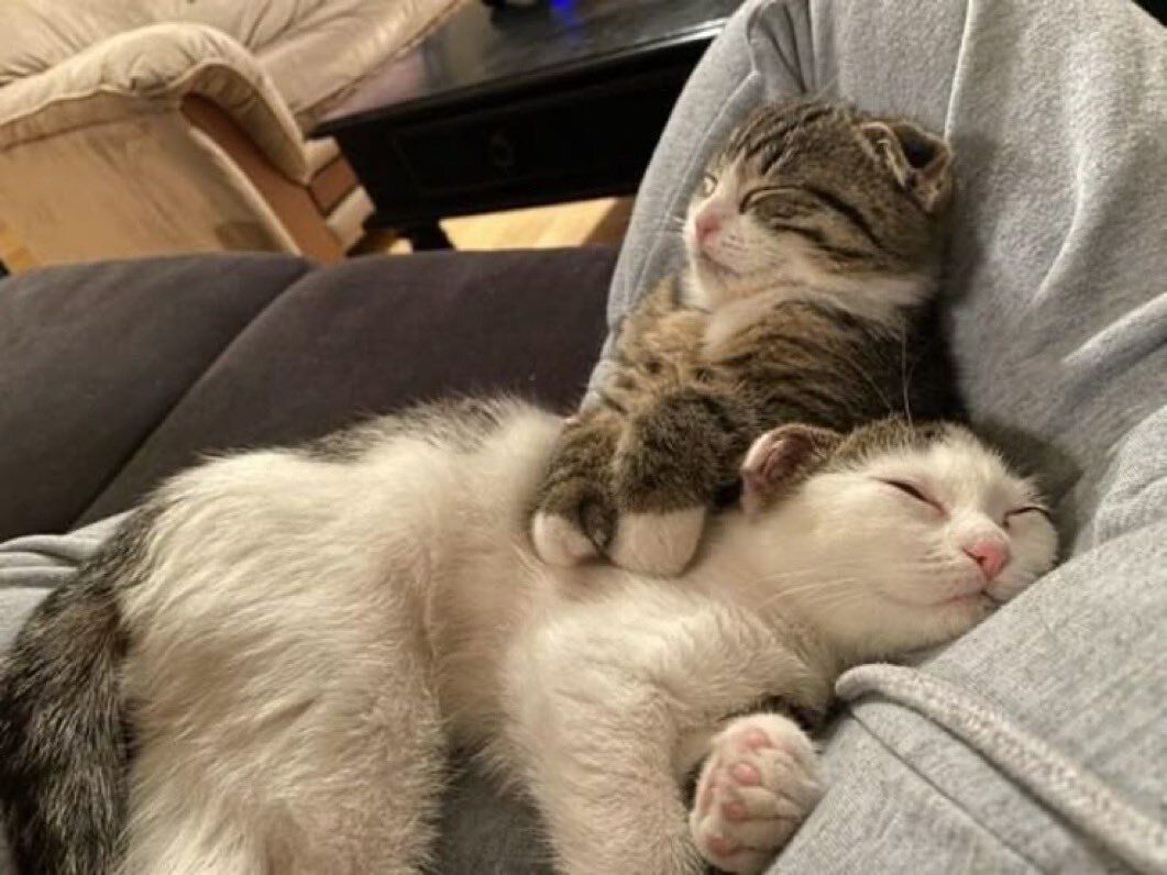 daily cats ♡ tweet media