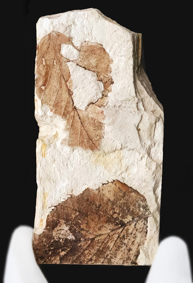 化石・鉱物・隕石販売の化石セブン (@kaseki7) / Posts / X