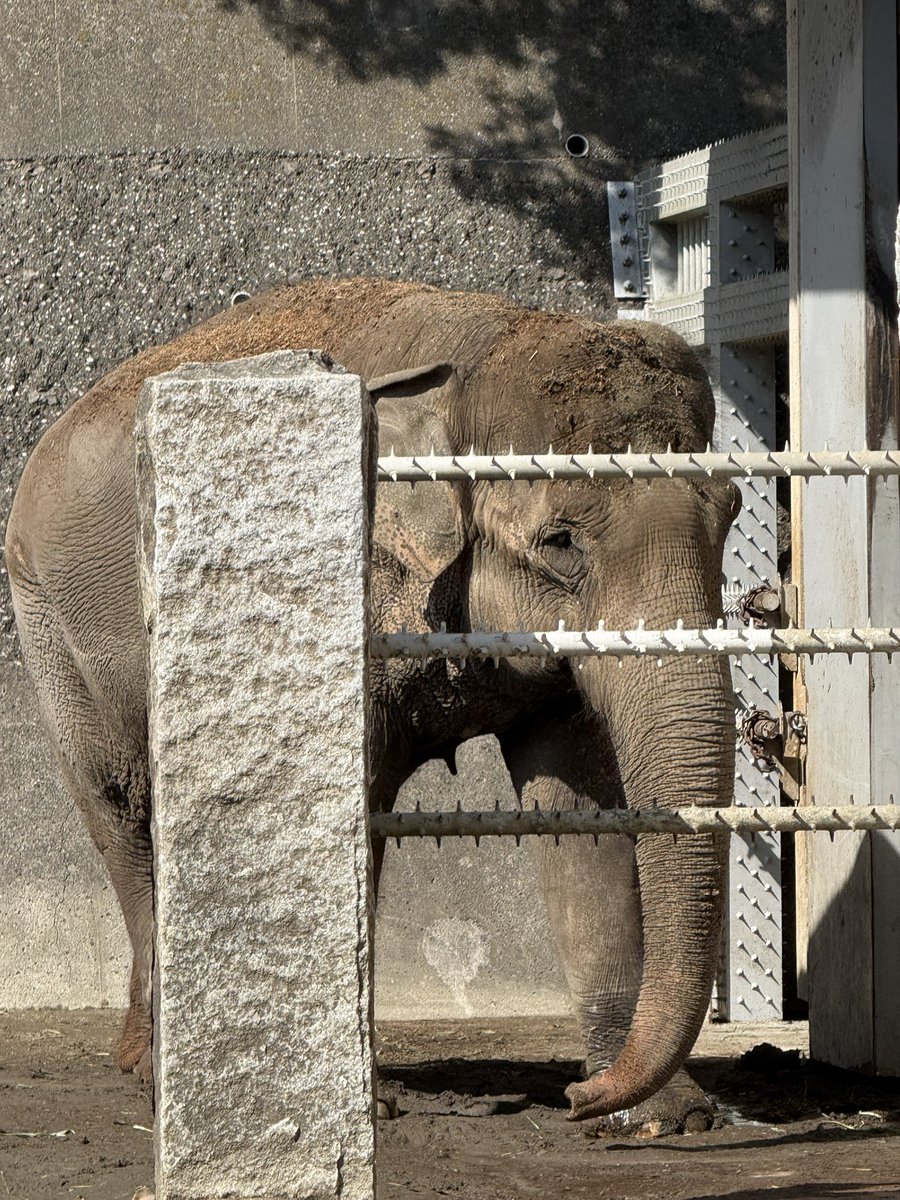 ヨーコさんは午後からはサブパドック
左前足を痛めてて、ボンくんが引っ張ったりしてヨーコさんが嫌がるそぶりがあったので別居中とのことです
ボンくん今なら痛みのわかる男になったと思う多分

2026.2.28
#金沢動物園 #アジアゾウ #ヨーコ