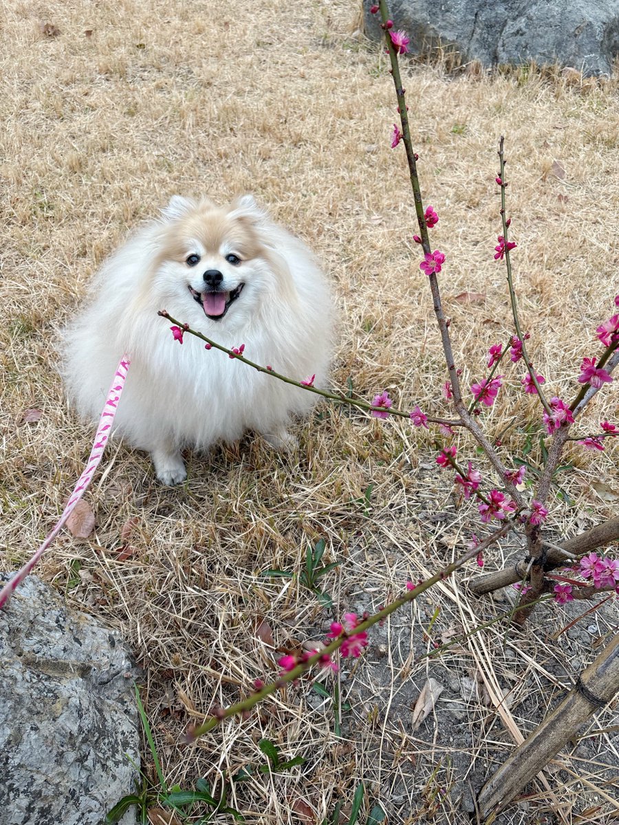 妖(よう) (@snow_white_999) / Posts / X