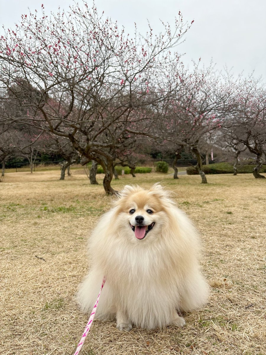 妖(よう) (@snow_white_999) / Posts / X