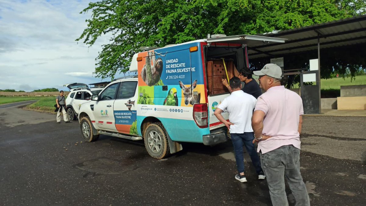 Alfred_Balle's tweet photo. Hoy les traigo la actualización del jaguar que liberamos hace más de 3 meses en la @CAR_Cundi:

Ha recorrido 592 km
Ha explorado 51.000 hectáreas
Registra comportamiento territorial saludable

Gracias al monitoreo satelital 🛰️ hoy sabemos que se desplaza hacia zonas cercanas a la frontera con Venezuela.

Si vale la pena rescatar la fauna silvestre y devolverá a su hábitat natural, desde la autoridad ambiental seguiremos trabajando por historias con final feliz como esta.💚