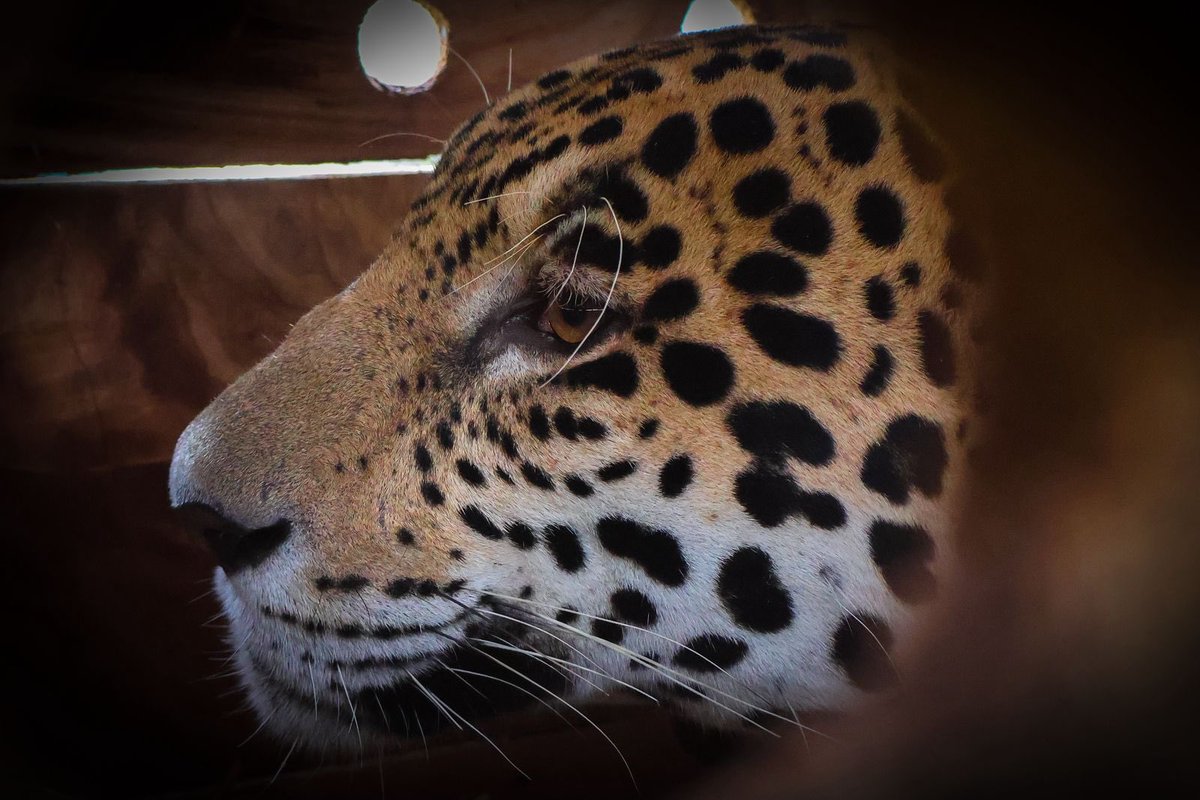 Alfred_Balle's tweet photo. Hoy les traigo la actualización del jaguar que liberamos hace más de 3 meses en la @CAR_Cundi:

Ha recorrido 592 km
Ha explorado 51.000 hectáreas
Registra comportamiento territorial saludable

Gracias al monitoreo satelital 🛰️ hoy sabemos que se desplaza hacia zonas cercanas a la frontera con Venezuela.

Si vale la pena rescatar la fauna silvestre y devolverá a su hábitat natural, desde la autoridad ambiental seguiremos trabajando por historias con final feliz como esta.💚