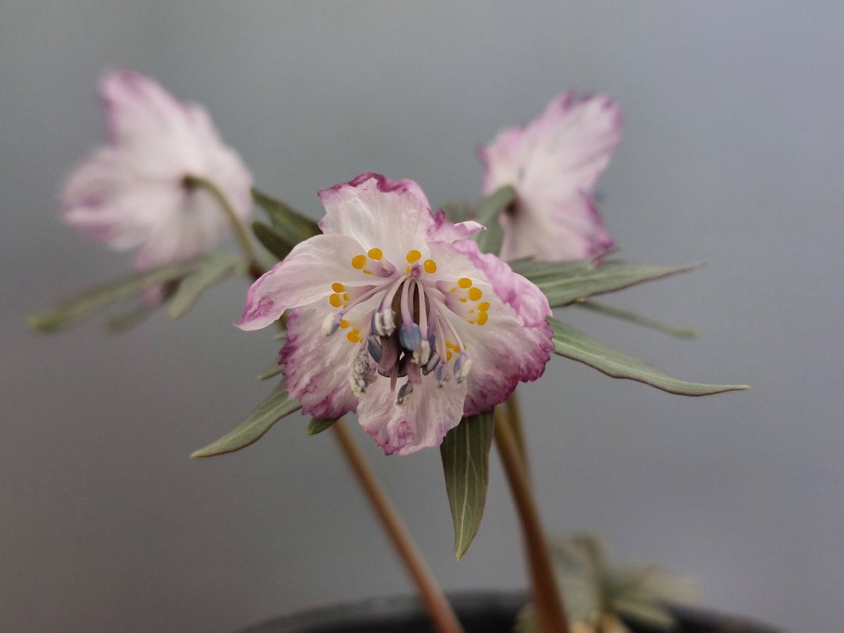 B.セツブンソウ　赤花　6花