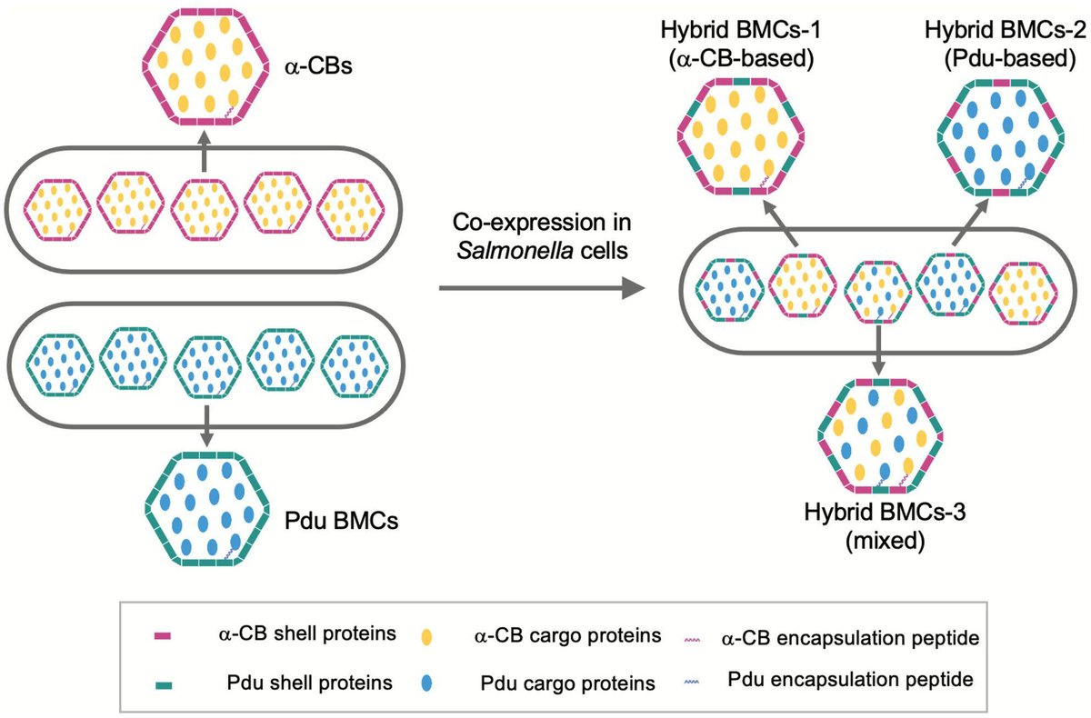 Microbial Biotechnology (MBT) tweet media