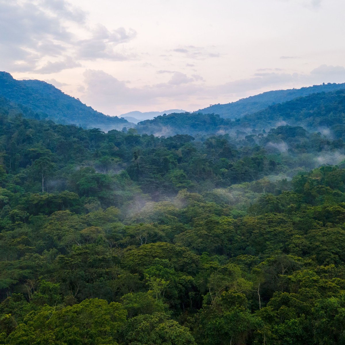 Mist Rwanda Safaris tweet media