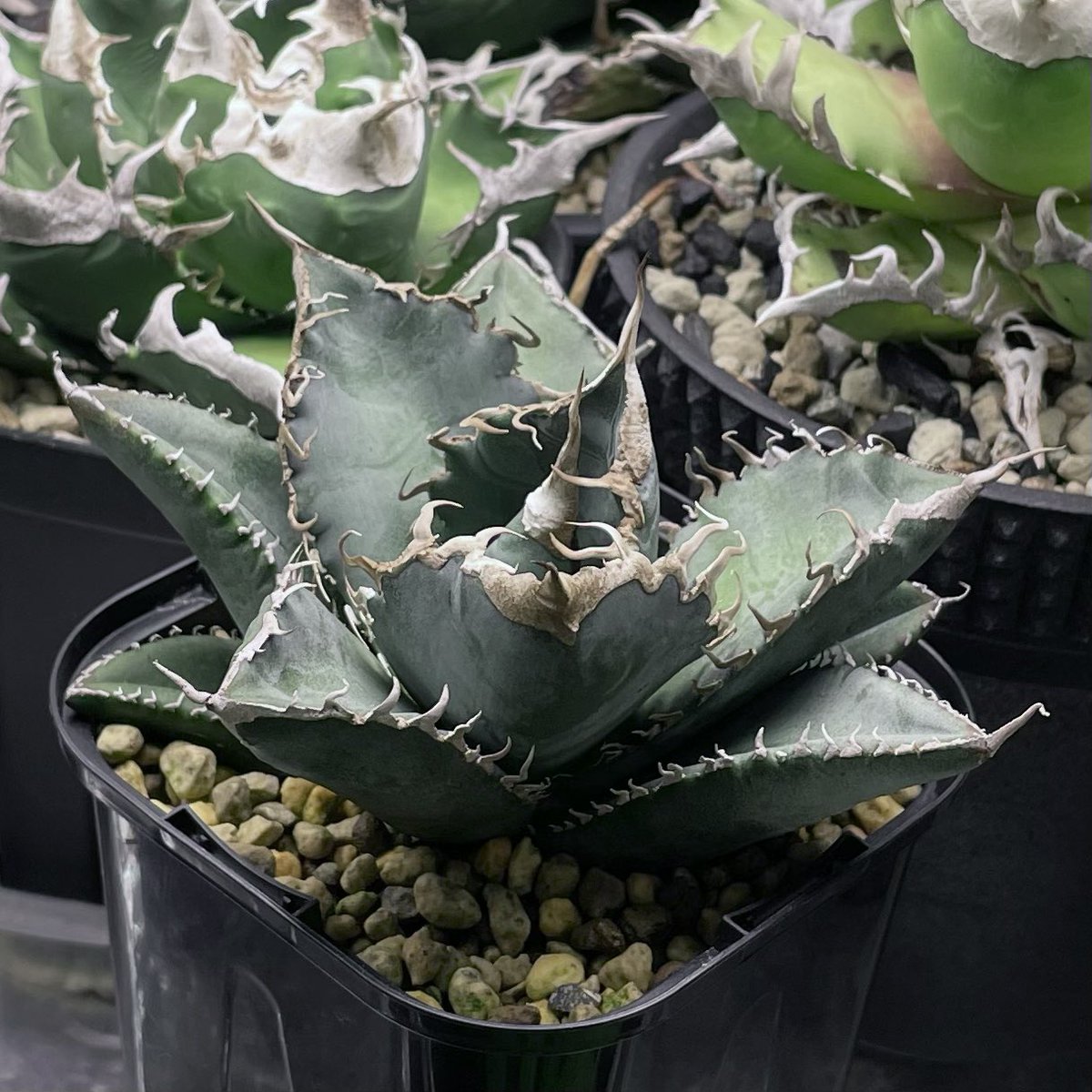 アガベ繋がりで仲良くなった方が2018年の年末か19年の1月くらいにまだ