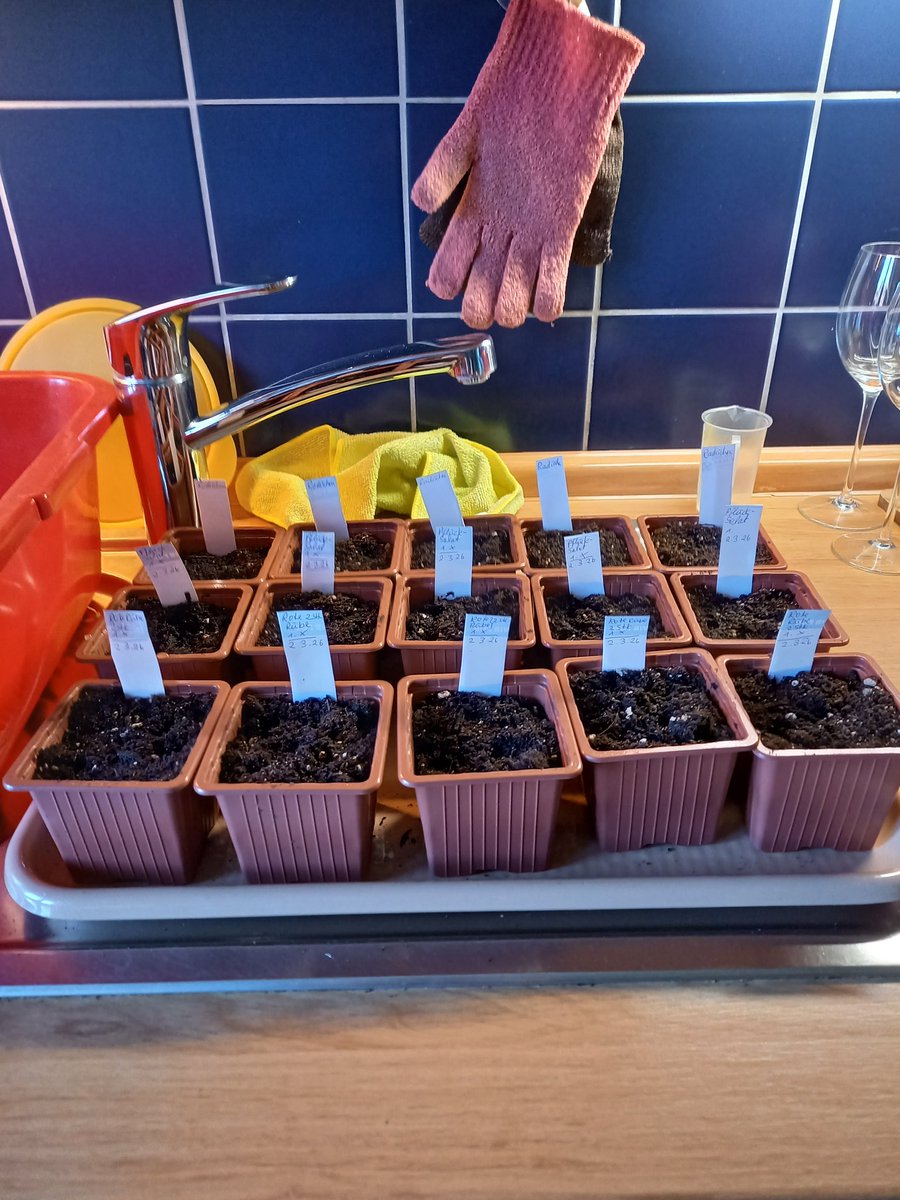 Heute schon mal vorgesät, Radieschen, Pflücksalat und Rote Rübe/Bete.