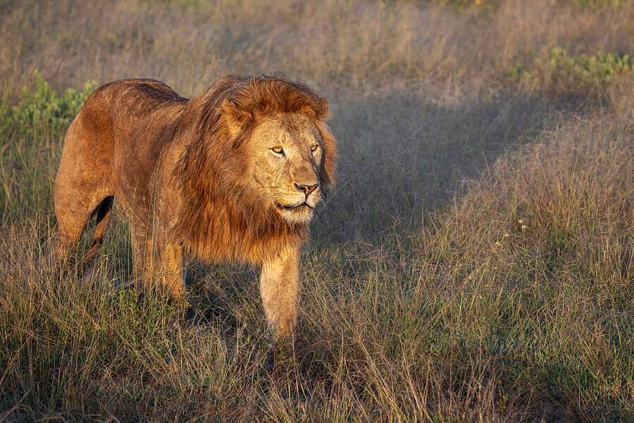 joancarroll's tweet image. King of the Savanna Tanzania Africa! buff.ly/3OnHFwa  #lion #savanna #savannah #grasslands #africa #tanzania #wildlife #wildlifephotography #bigcats #Travel #travelphotography #giftideas @joancarroll