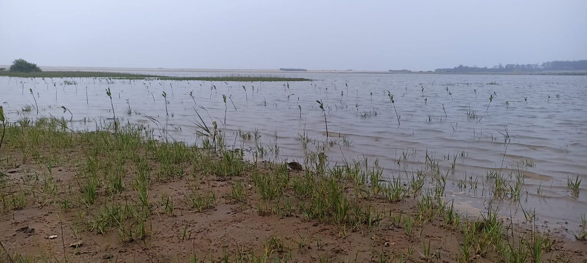 NIRMAN Odisha tweet media