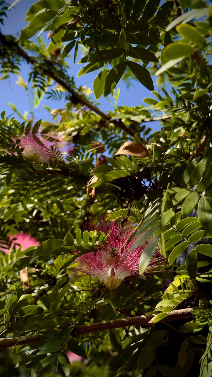 epintadorm's tweet photo. Beautiful Persian Silk Tree today. #mymorning #goodday #grateful #nature #flowers #treeflowers #persiansilktree #mypics https://t.co/CXGoYxDeeF