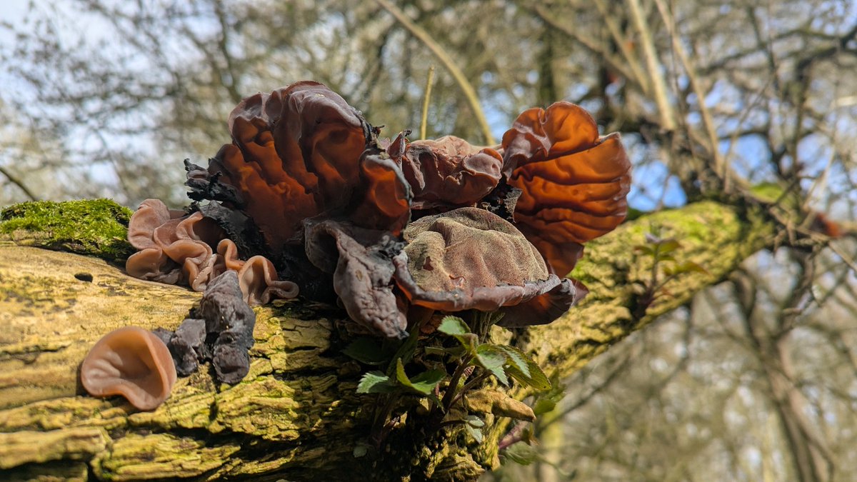 Lilly Fritillary tweet media