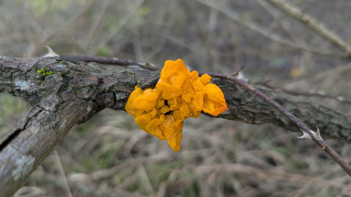 Lilly Fritillary tweet media