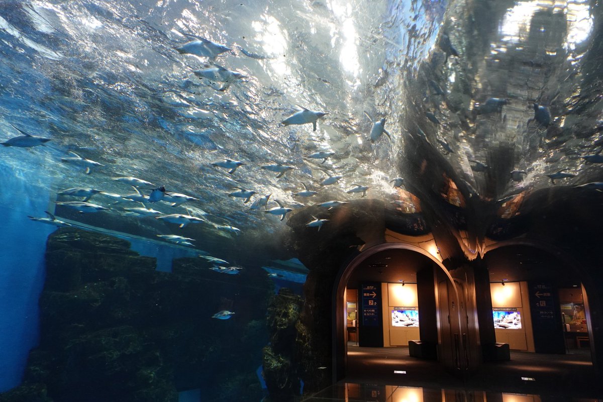 Unamekujiphoto's tweet photo. ココ好き水族館トンネル水槽〜 https://t.co/At1iQqPCPn