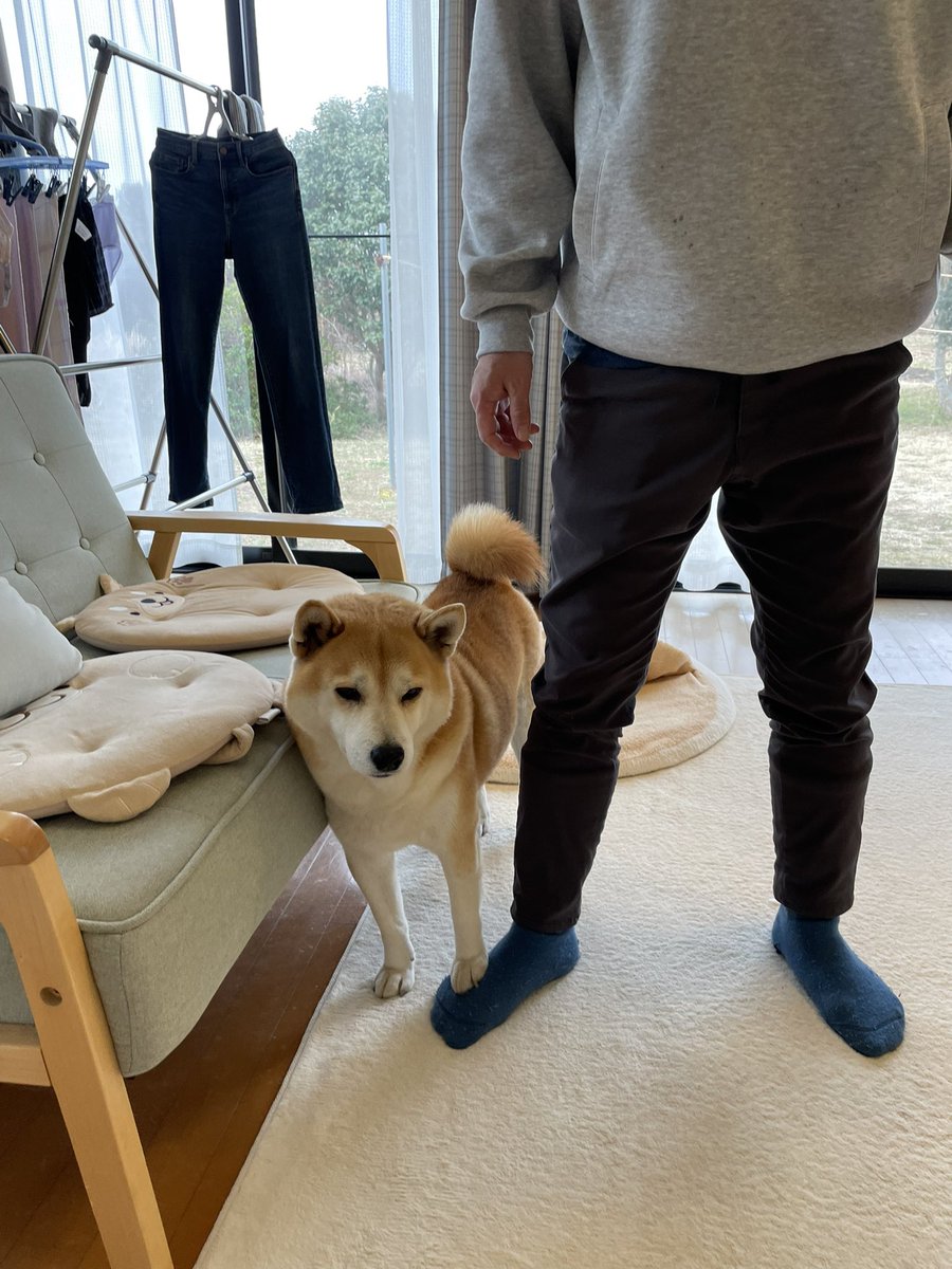 さすけ 千葉犬民 tweet media