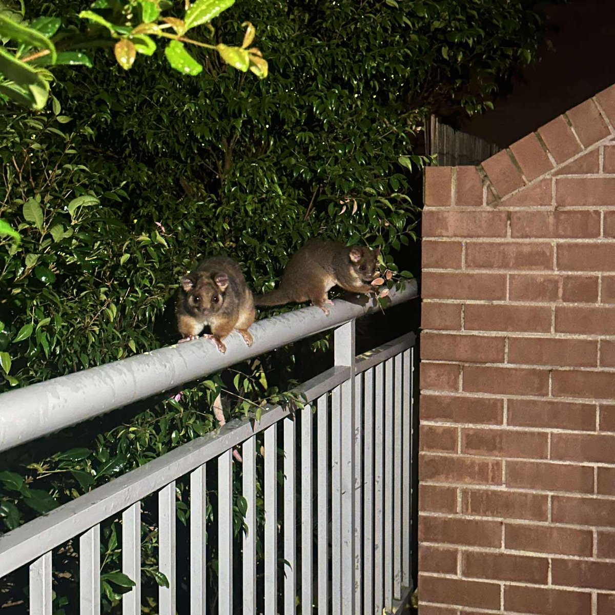 Sugh 🇦🇺 tweet media