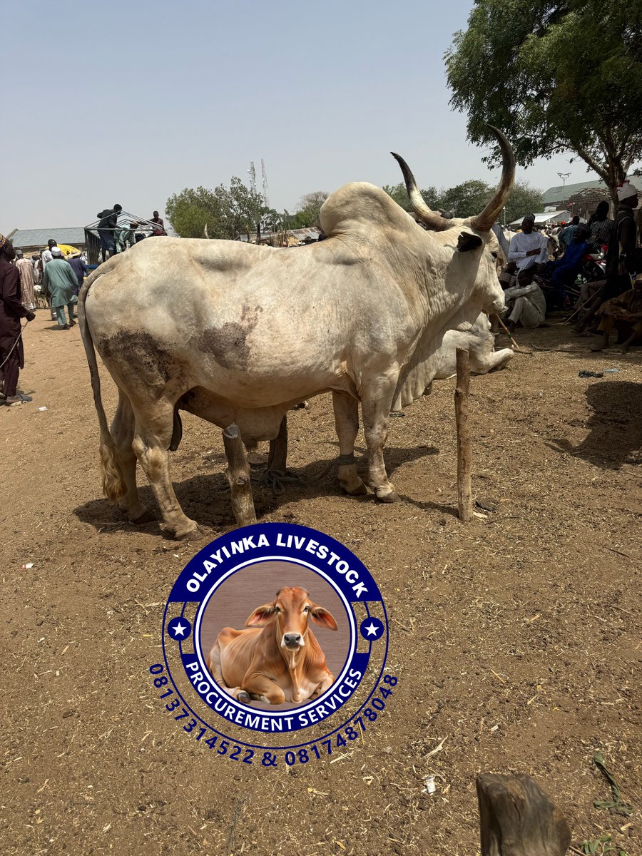 O L A Y I N K A tweet media