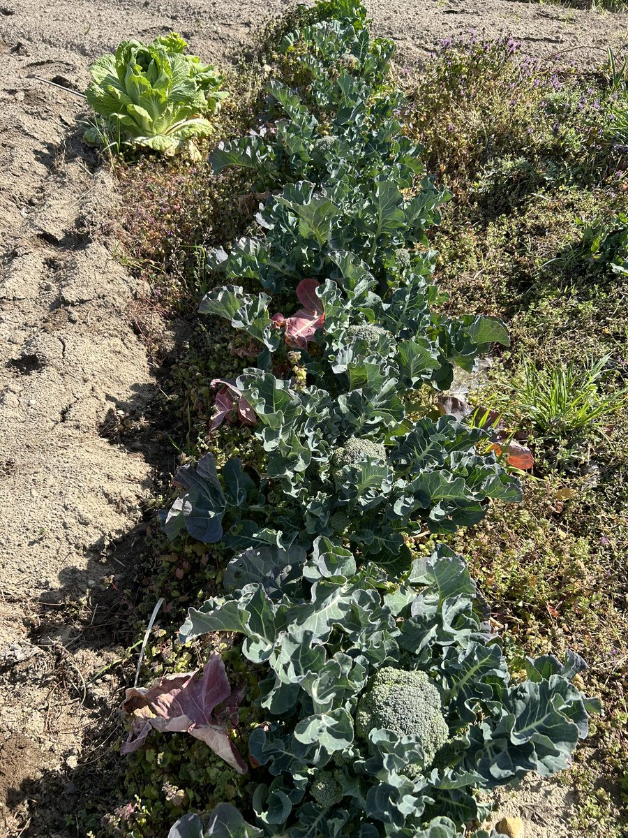 masatoshi197's tweet photo. ブロッコリー🥦来ました https://t.co/7HbFnWis4X