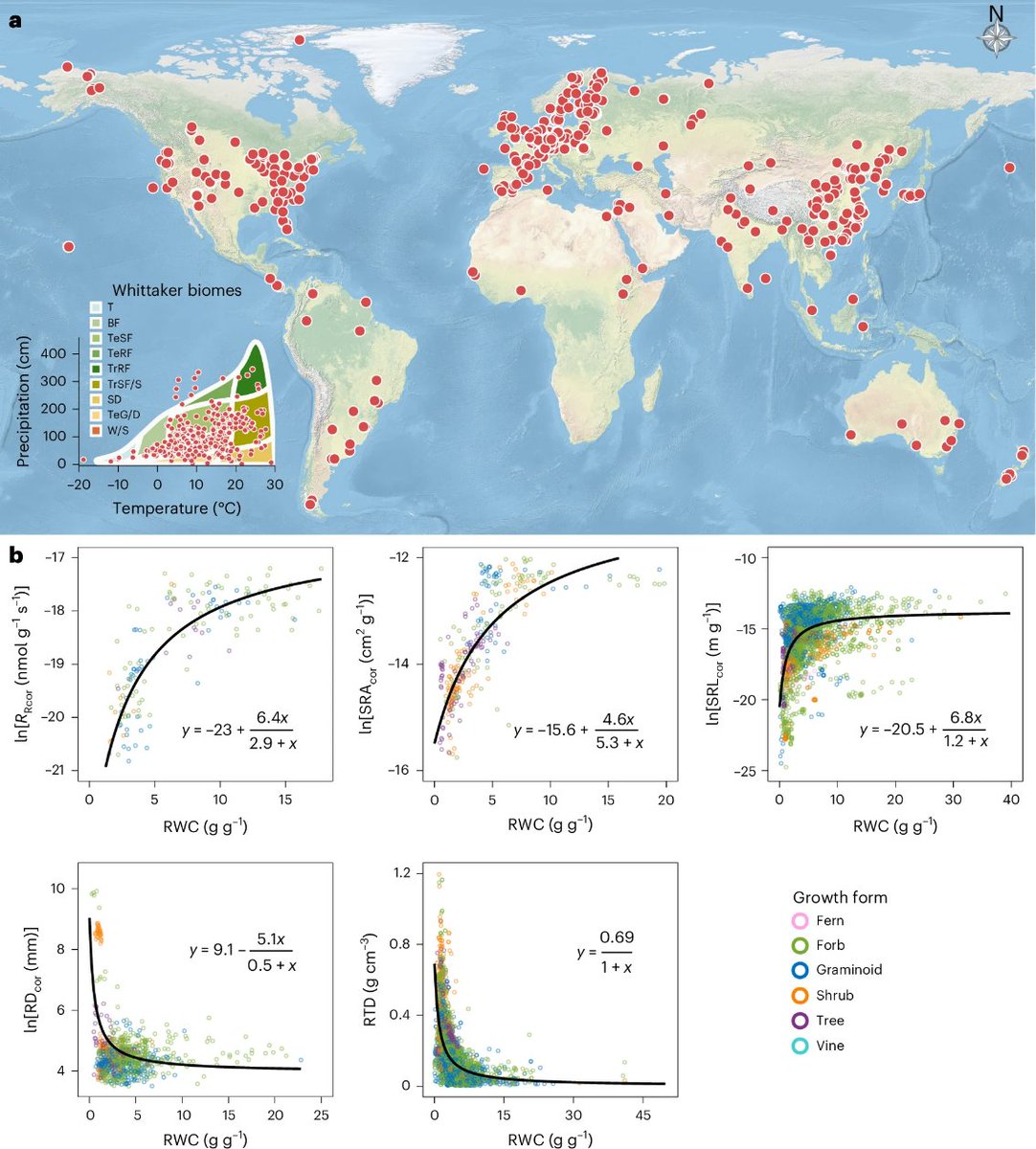 New Article: "The overlooked role of root water content in the root economics space" rdcu.be/e6oK2

Combining metabolic theory with global datasets, Li et al. show that root water content is a stronger predictor of root growth traits than the widely considered root N.