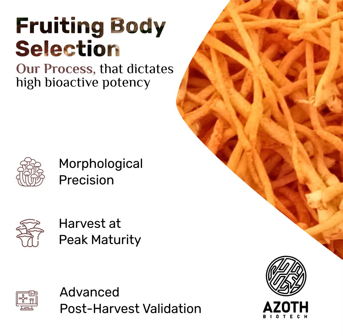 azoth_biotech's tweet photo. At Azoth, every high-potency functional mushroom extract begins with one pivotal choice: which fruiting bodies pass our rigorous selection.

Research proves morphology and harvest timing directly dictate bioactive potency in mushrooms.

#AzothBiotech #FunctionalMushrooms https://t.co/Y2Em3fz3Og