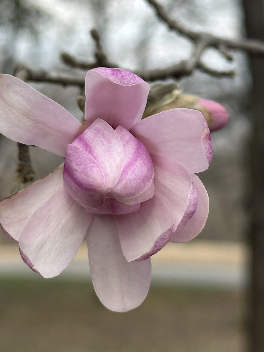 Good morning y’all! Keep looking up! Spring things!🙏🌕☕️🌸🇺🇸