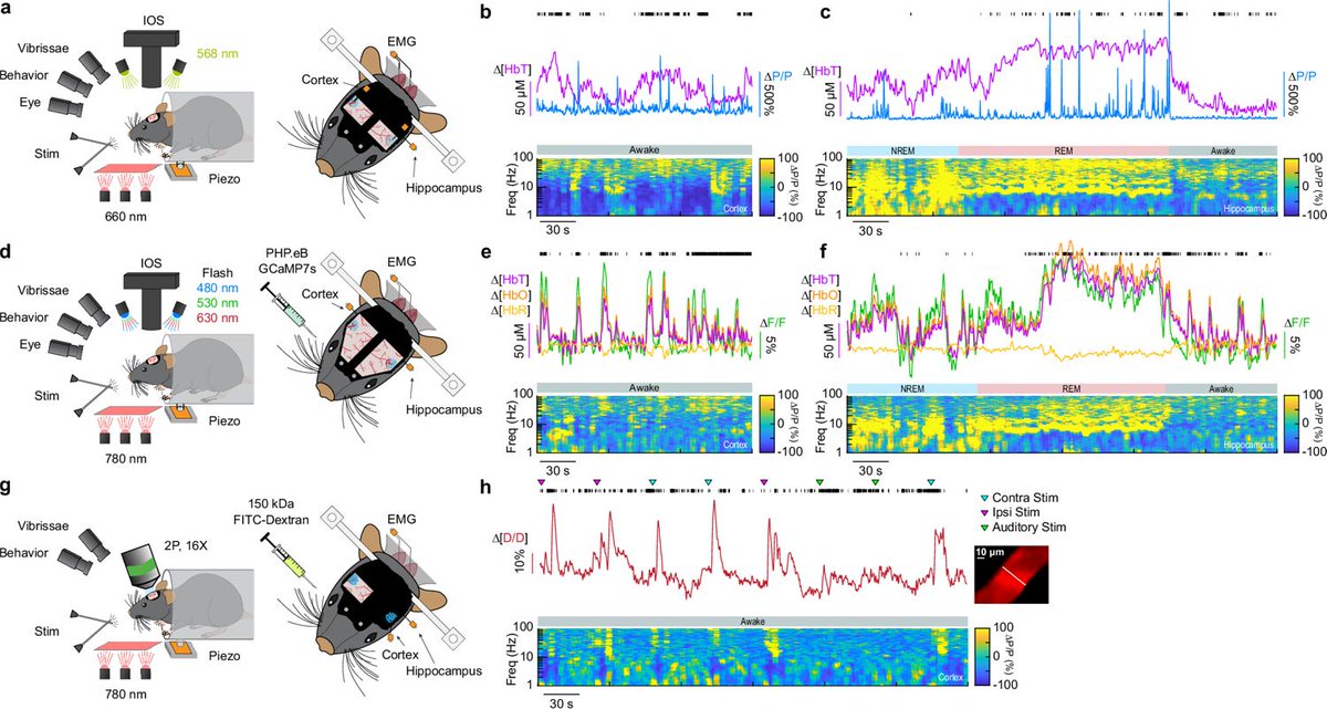 Harraz Lab tweet media