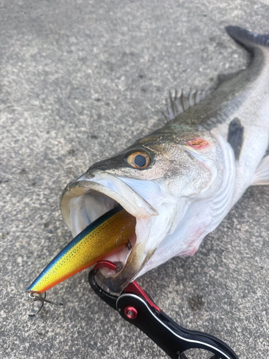 AKIRA_AKIRA_AK's tweet image. 久しぶりの70UP！！
ベイトの大群見つけて色々なルアー投げて見たけど、ディープベイトだった！！
ひたすら、ベイトに当たるレンジを巻いてくるとｷﾀ━(ﾟ∀ﾟ)━!
 #ELEMENTS  #ディープベイト170  #シーバス  #ビッグベイト  #ルアーフィッシング