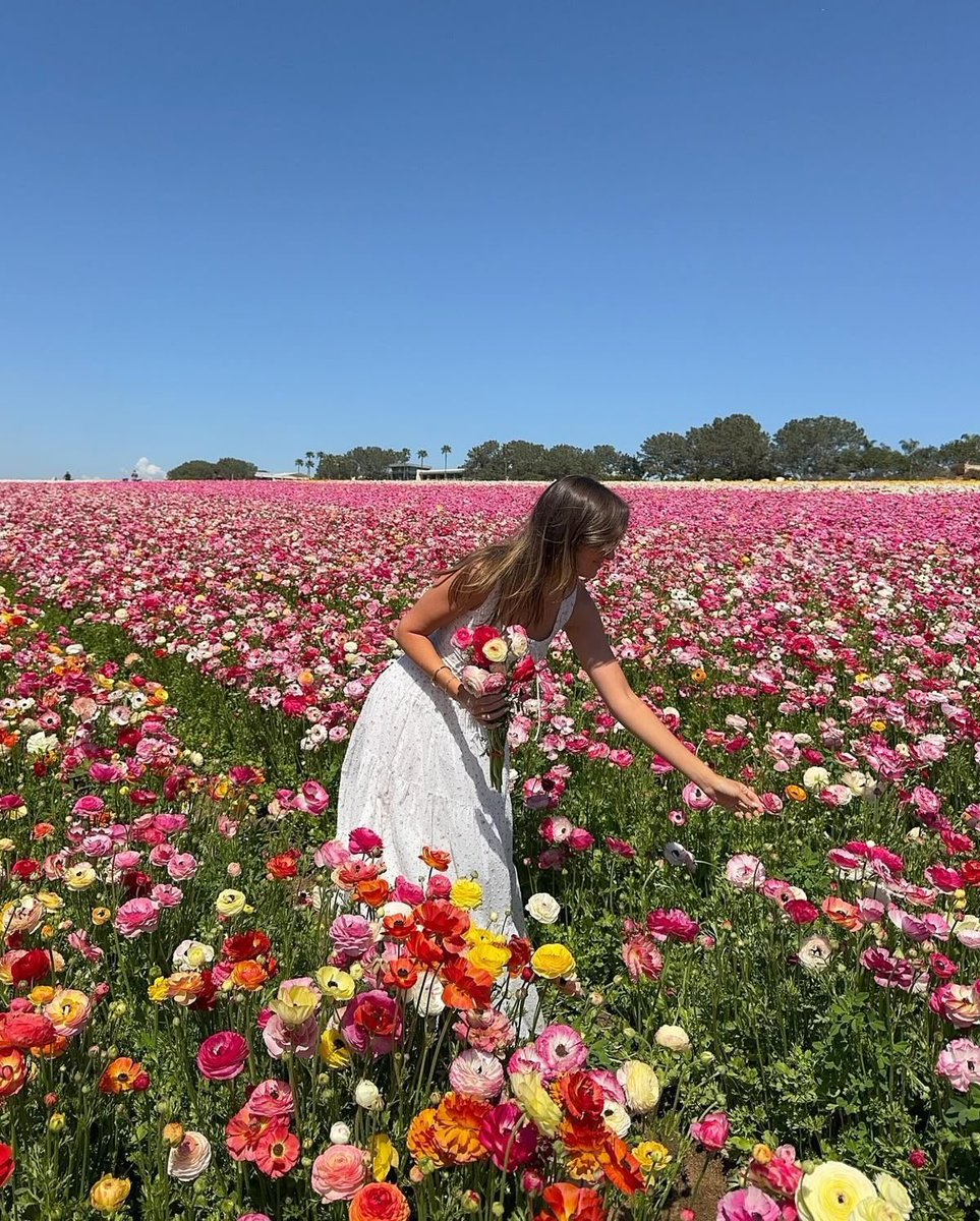 classyladylife's tweet photo. I love spring-everything is in full bloom🌸💐🌷🌻🌼 https://t.co/OXNGBwYG4Z