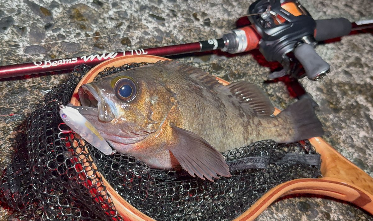 MRYOTA6666's tweet image. ホタルイカパターン🦑

東側の離岸テトラに出るサラシにスネコン50S漂わせて綺麗なメバル。
今年から導入したインテ77ULも段々と手に馴染んで来ました🫶

(この魚に出会えたおかげでもう今週幸せです！☺️)
 #Fishman #インテ77UL #BlueBlue #スネコン50S