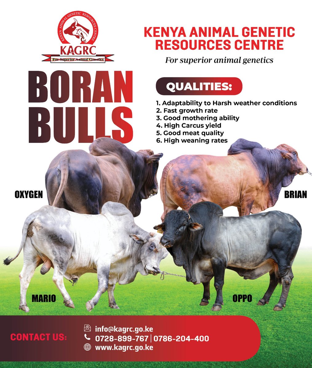 KAGRC_KE's tweet photo. Boran genetics from KAGRC guarantee profitability for your beef herd. Get quality Boran semen today and upgrade your herd with proven performance, adaptability and good meat quality.
Call us on +254 786 204 400 or +254 728 899 767 to place your order.
#borancattle #superiorgenetics #beeffarming #LivestockImprovement