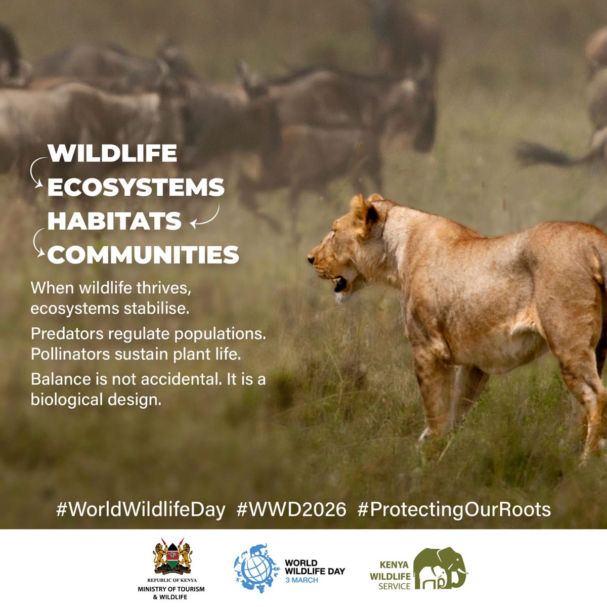 Kenya Wildlife Service tweet media
