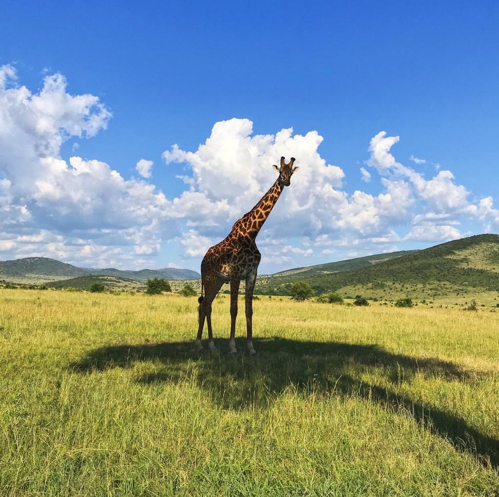 Josep Maria Panés tweet media