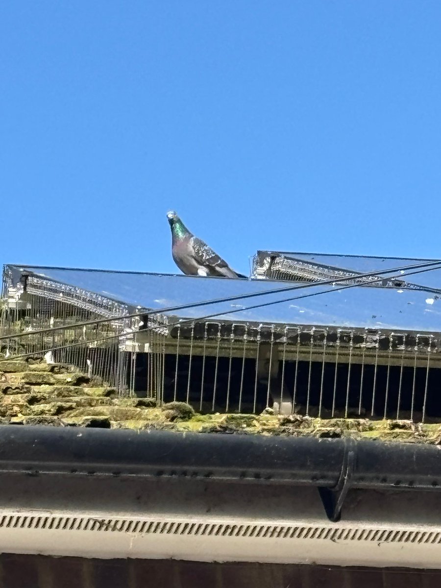 MavisPests's tweet image. Our specialist mesh system prevents birds from accessing underneath the panels, so they can no longer build nests, cause mess or damage your roof.

Professional solar panel proofing and bird control services for local homes and businesses. #SolarPanelProofing #PigeonControl