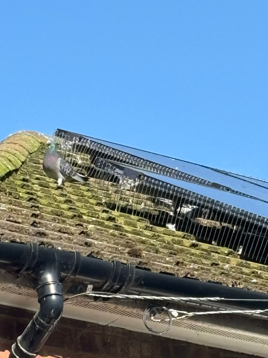MavisPests's tweet image. Our specialist mesh system prevents birds from accessing underneath the panels, so they can no longer build nests, cause mess or damage your roof.

Professional solar panel proofing and bird control services for local homes and businesses. #SolarPanelProofing #PigeonControl